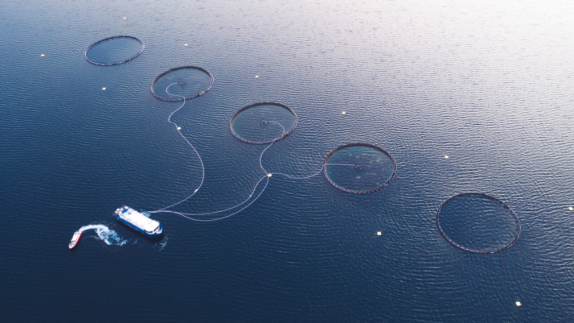 Airial view of fish farming